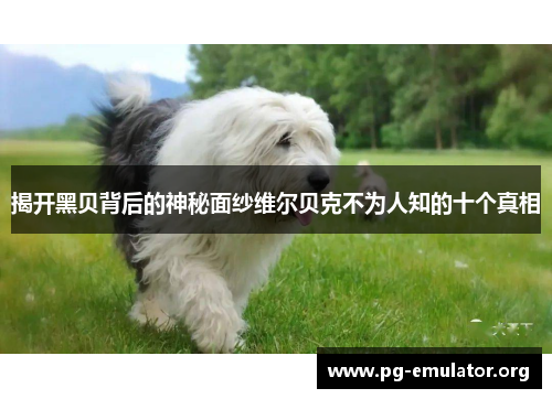 揭开黑贝背后的神秘面纱维尔贝克不为人知的十个真相